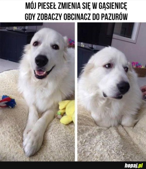 PIESEŁ ZAKLĘTY W GĄSIENICĘ