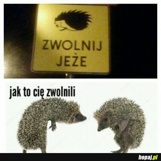 Zwolnij jeże