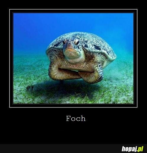 foch