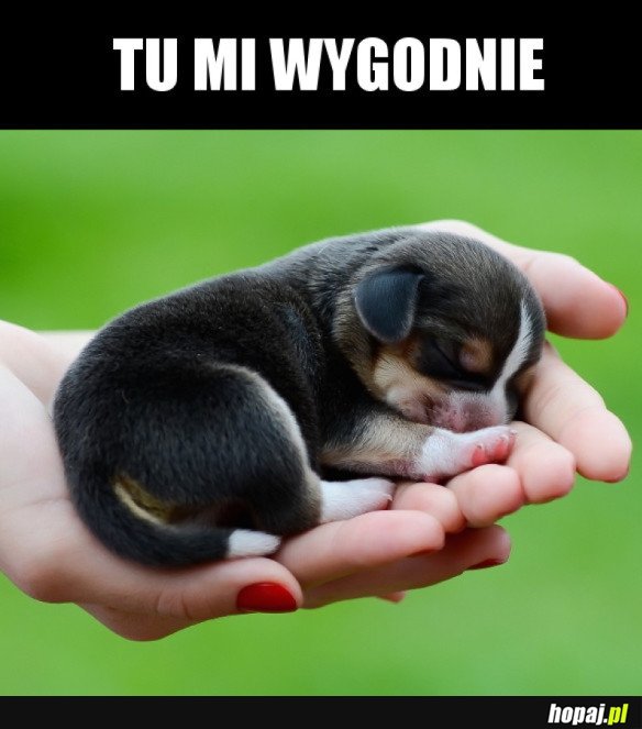 WYGODNOŚĆ