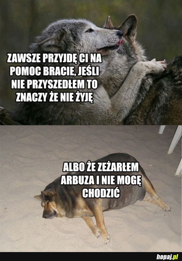  Za dużo dobrej szamki 