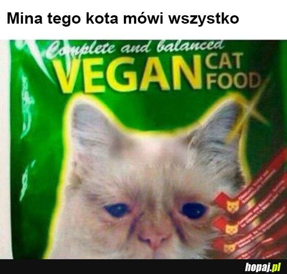 Wegańskie jedzenie dla kota