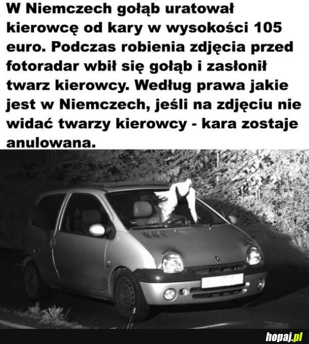 Dobry ziomek gołomp 