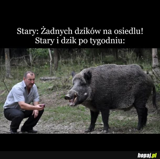 Stary i dzik