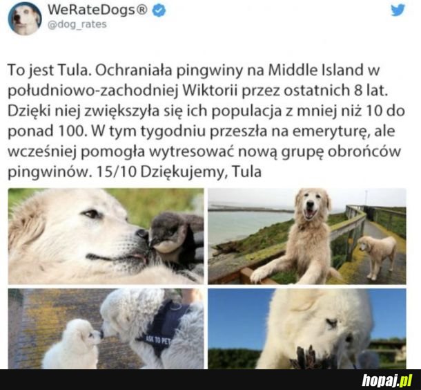 Ocena piesków