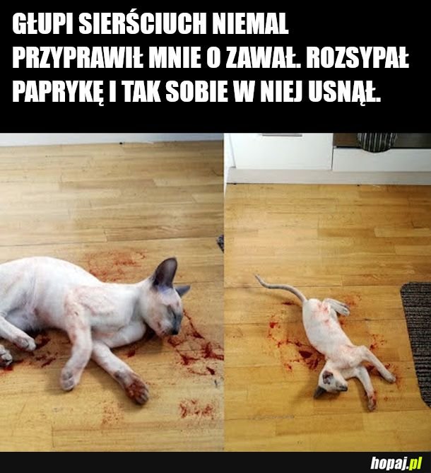 Wesoły dom z kotem