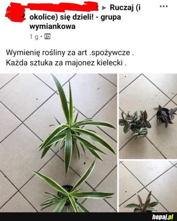 Wiadomo, że najlepszy