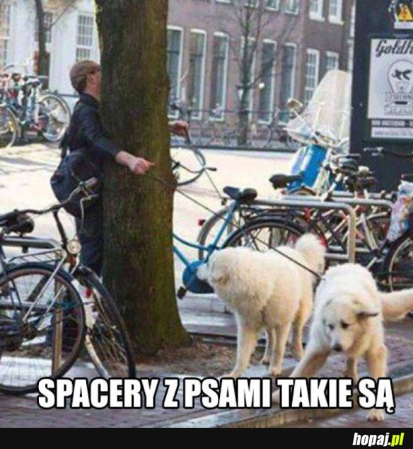 Spacery z psami