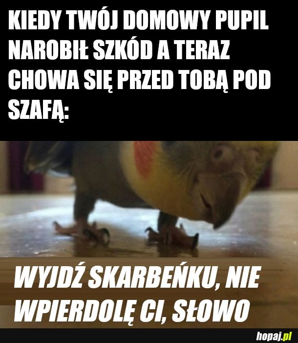  Kici kici skurkobańcu 