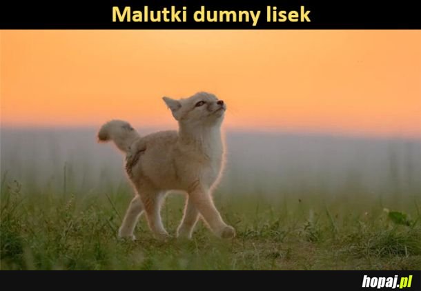 Dumny lisek