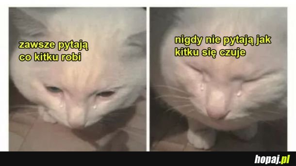 Biedny kitku ;(