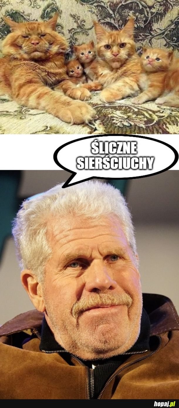 Te żuchwy