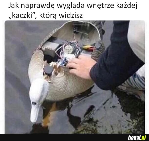 Prawdziwe oblicze kaczek