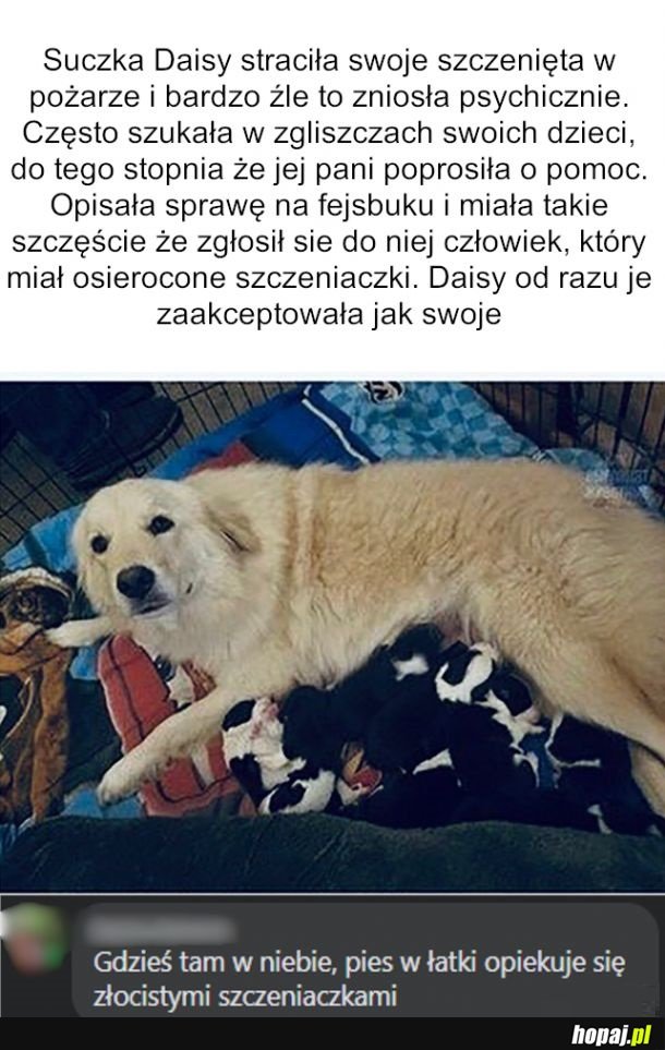 Adopcja szczeniaków