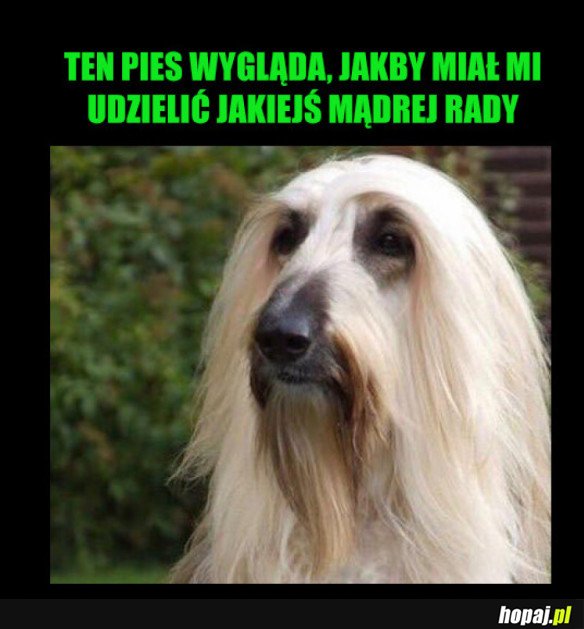 PIES-FILOZOF