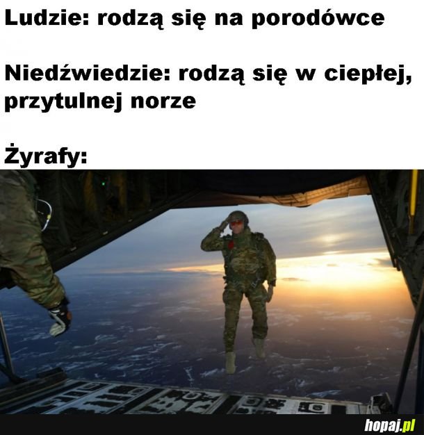 Poród żyrafy