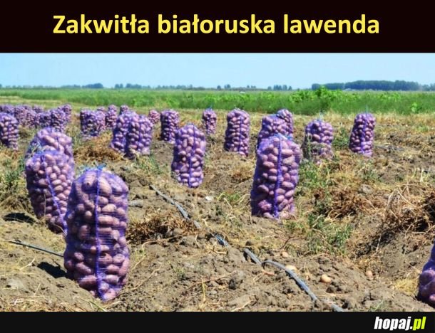 Białoruska lawenda