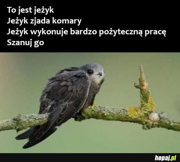  Jeżyk 