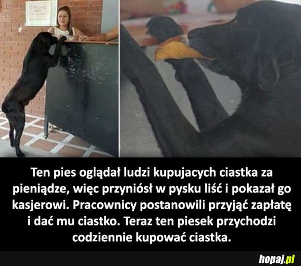 Cudowny pies