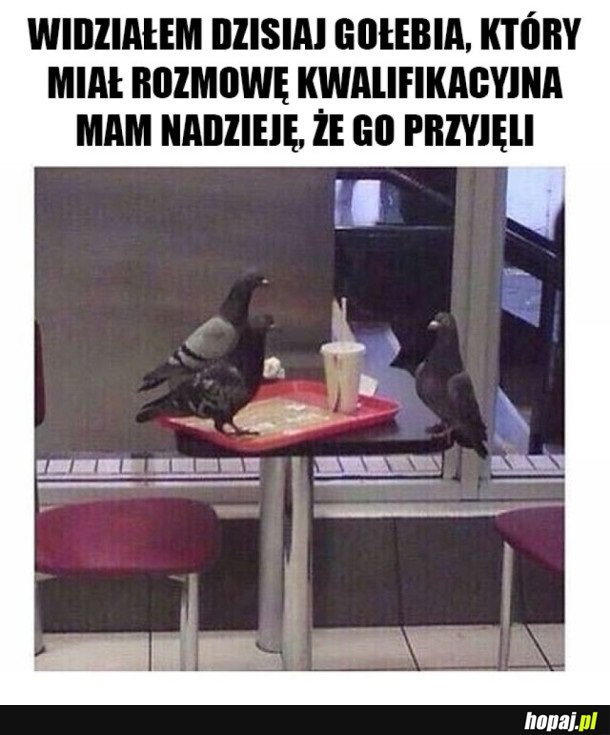 GOŁĄB NA ROZMOWIE KWALIFIKACYJNEJ