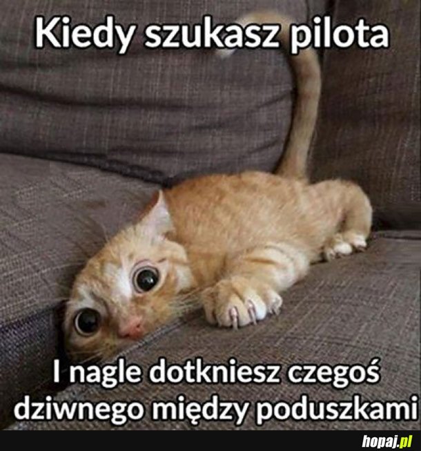 KIEDY SZUKASZ PILOTA