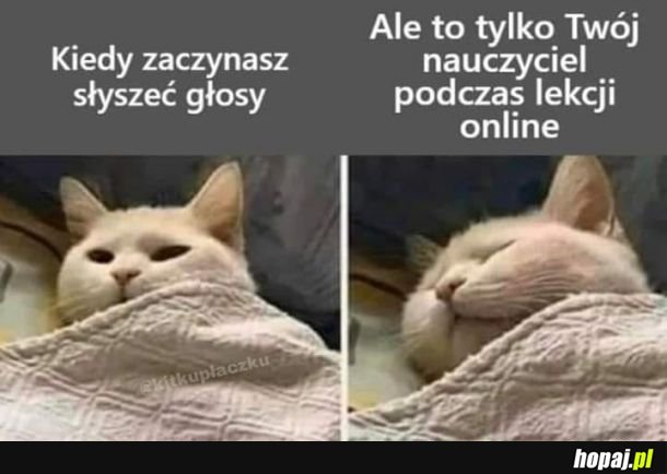 Głosy