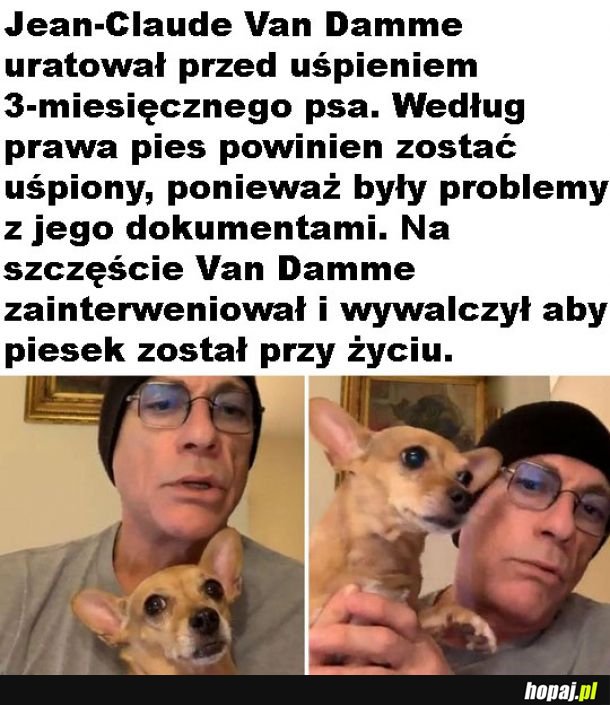 Uratowany piesek