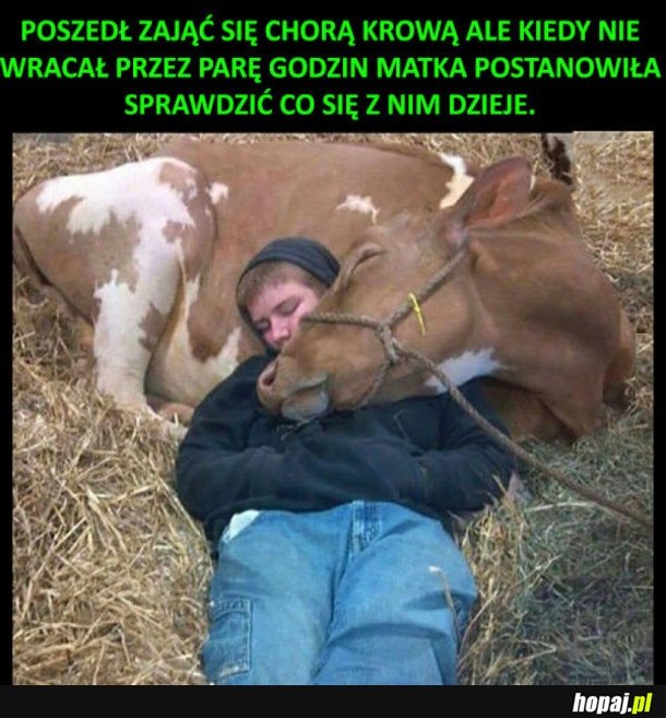 ZASNĄŁ Z KROWĄ