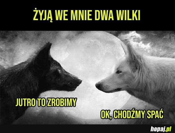 Dwa wilki