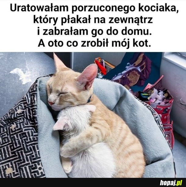 Opiekun