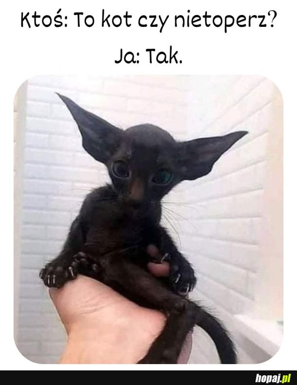 Moje śliczności