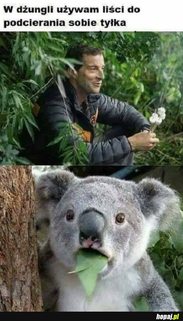 CO TEN BEAR