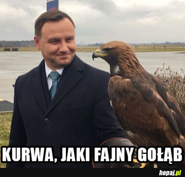 DUDA GOŁĄB