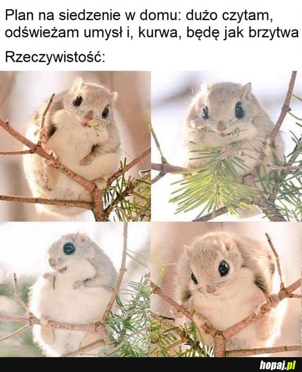 Siedzenie w domu