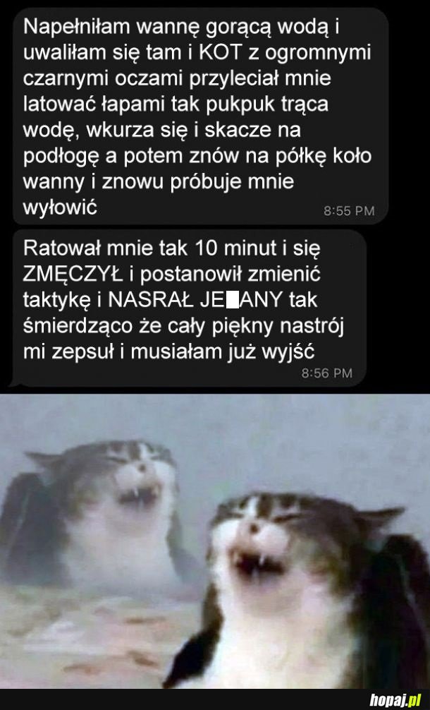 Zatroskany kot