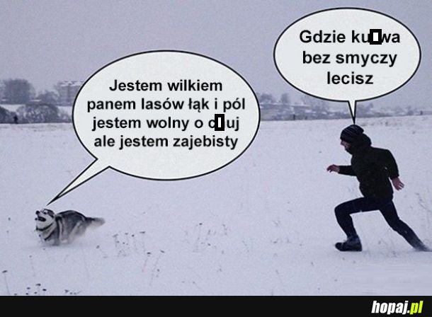 Wilk