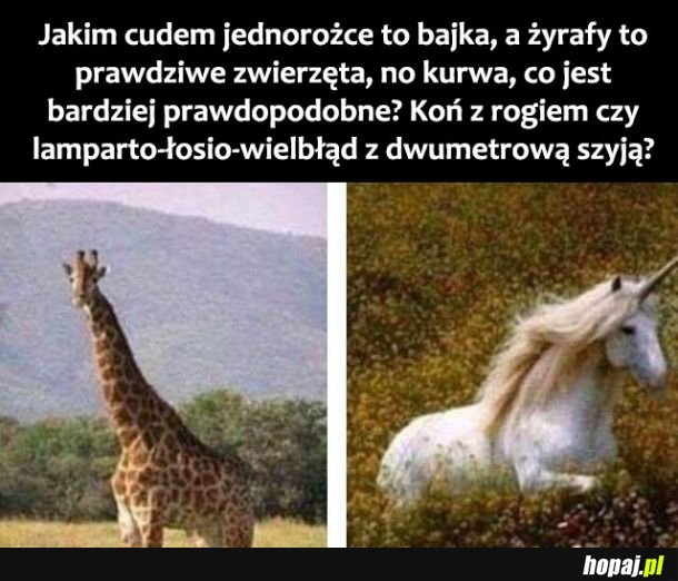 Żyrafy są dziwne człowieku 