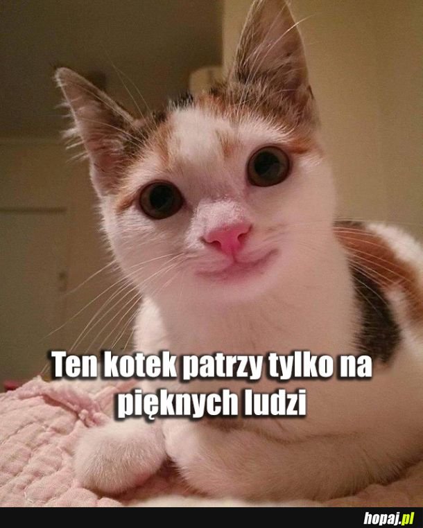 Uprzejmy kotek spojrzał właśnie na ciebie