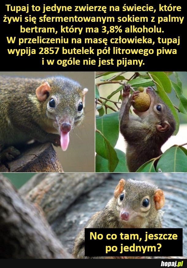 Tupaj