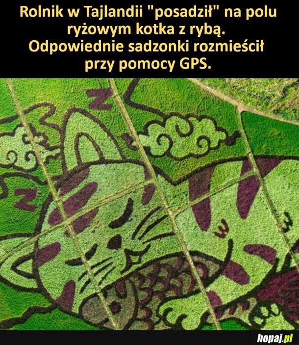 Śpiący kotek