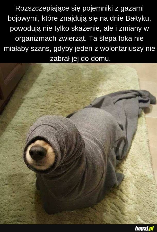 Ślepa foka 