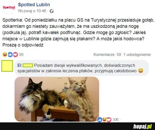 Gołąb 