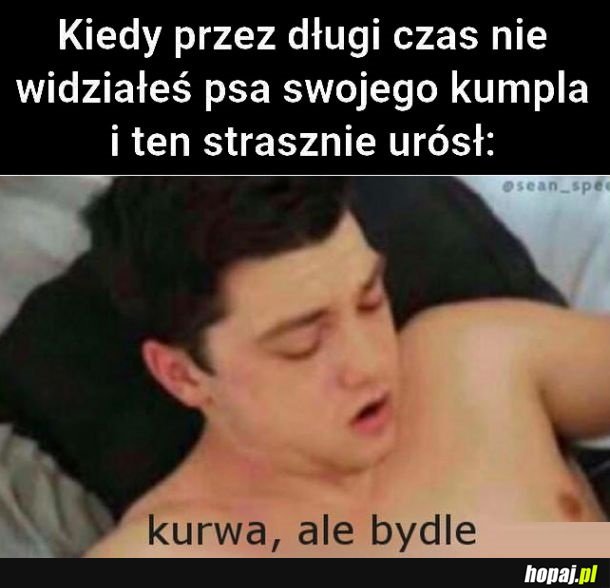 Duży piesek