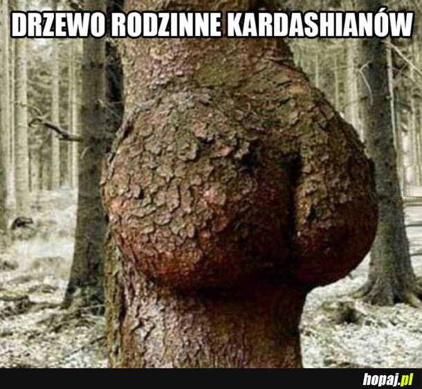 DRZEWO RODZINNE