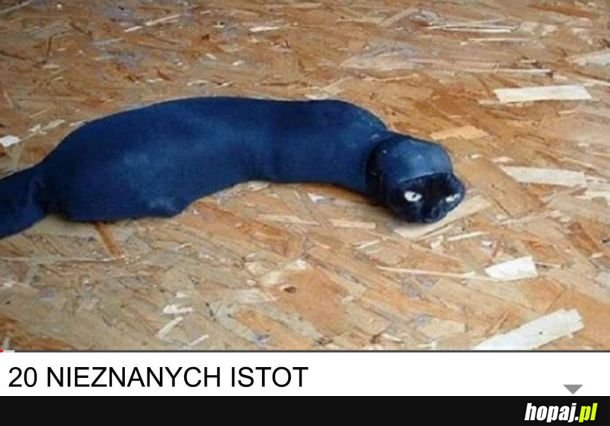 Wężokot czy co