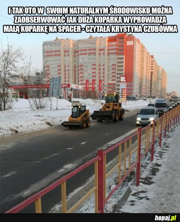 KOPARKI W SWOIM NATURALNYM ŚRODOWISKU
