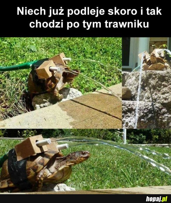 JAK WYKORZYSTAĆ ŻÓŁWIA