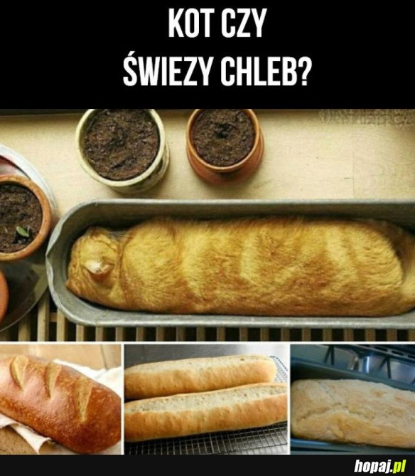 CO WIDZICIE?