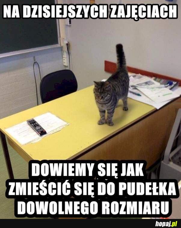 Koteł uczy