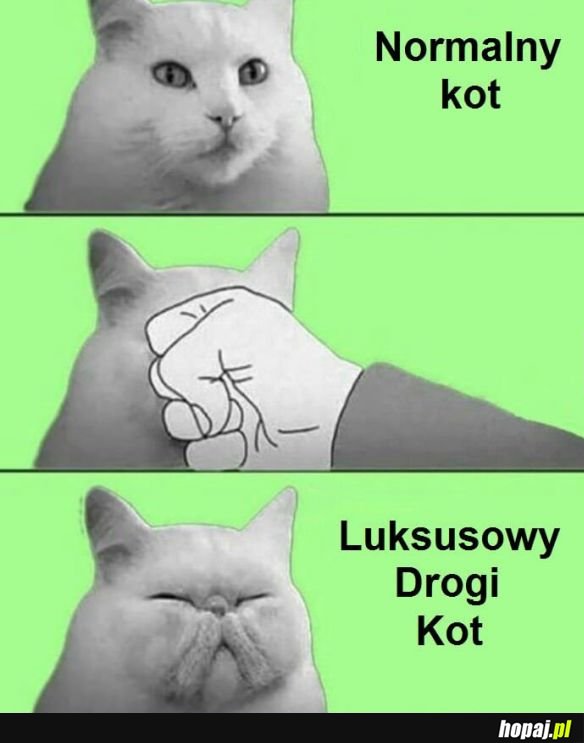 Luksusowy kot